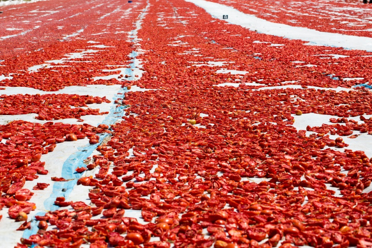 İzmir’in Turşu ve Meyve-Sebze Mamulleriyle Dünyayı Sarsan Başarısı: Ege Bölgesi’nden 3 Milyar Dolar Hedefi ve Sıra Dışı Hikayeler
