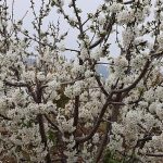 Kirazın Büyük Dönüşü: Türkiye’nin Küresel Liderlik Yolunda 200 Milyon Dolarlık Yeni Sezon Hedefi ve Ege’nin Bereketli Hasadı