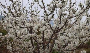 Kirazın Büyük Dönüşü: Türkiye’nin Küresel Liderlik Yolunda 200 Milyon Dolarlık Yeni Sezon Hedefi ve Ege’nin Bereketli Hasadı