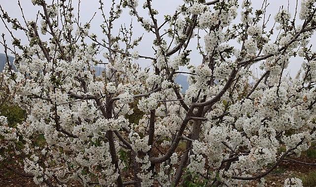 Kirazın Büyük Dönüşü: Türkiye’nin Küresel Liderlik Yolunda 200 Milyon Dolarlık Yeni Sezon Hedefi ve Ege’nin Bereketli Hasadı