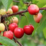 Kirazın Zirvesine Yolculuk: Türkiye’nin Küresel Kiraz Stratejisi ve Ege’nin Bereket Dolu Hasat Yolculuğu