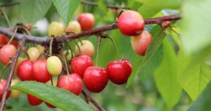 Kirazın Zirvesine Yolculuk: Türkiye’nin Küresel Kiraz Stratejisi ve Ege’nin Bereket Dolu Hasat Yolculuğu