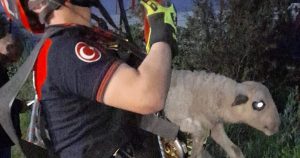Kuyuya Düşen Kuzuyu İtfaiye Ekipleri Kurtardı: Azim ve İtfaiye Profesyonelliğiyle Anneden Oğlağa Sevgi Dolu Teslimat
