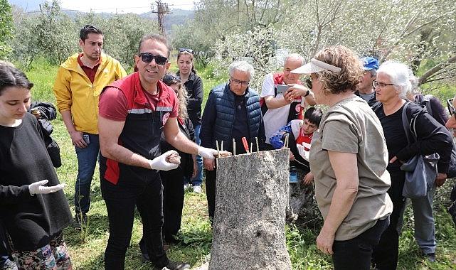 Seferihisar’da Zeytin Budama ve Aşılama Atölyesi: Eğitimin Gücüyle Verimlilikte Yeni Bir Dönem Başladı