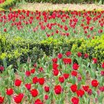 Şehrin Diliyle Lale: Betonun Kalbinde Açan Nefesler ve Baharın Yürüyüşü