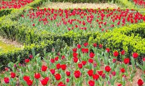 Şehrin Diliyle Lale: Betonun Kalbinde Açan Nefesler ve Baharın Yürüyüşü