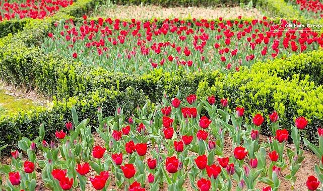 Şehrin Diliyle Lale: Betonun Kalbinde Açan Nefesler ve Baharın Yürüyüşü