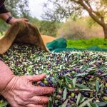 Avrasya Zeytin Sektörü İçin Tarihi Adım: İzmir’de İleri Stratejiler ve Uluslararası İşbirlikleri