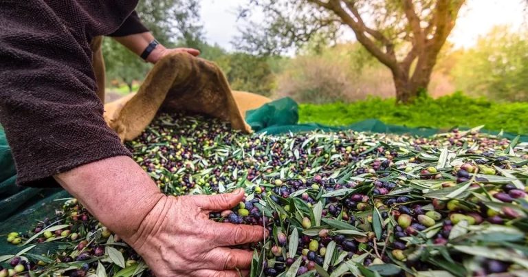 Avrasya Zeytin Sektörü İçin Tarihi Adım: İzmir’de İleri Stratejiler ve Uluslararası İşbirlikleri