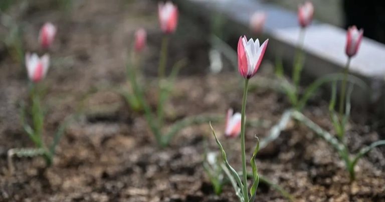 Bornova Lalesi: Unutulmayan Renklerle Yeniden Doğan Park ve Kent Kültürü Simgesi
