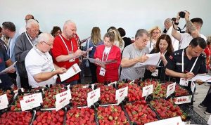 Çileğin Ritmiyle Büyüyen Şehrin Coşkusu: Emiralem’in Uluslararası Festival Yolculuğu