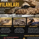 Ilüzyon Yılan Alarmı: Türkiye’de Zehirli Türler ve Hayatta Kalma İpuçları