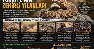 Ilüzyon Yılan Alarmı: Türkiye’de Zehirli Türler ve Hayatta Kalma İpuçları