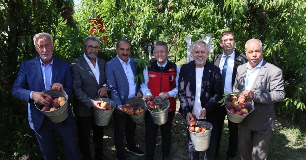 İzmir Şeftalie Başkaldırısı: İhracatta Zirveden Zirveye Yolculuk ve Üretim Rüzgârı