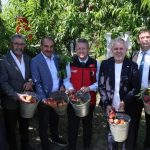 İzmir Şeftalie Başkaldırısı: İhracatta Zirveden Zirveye Yolculuk ve Üretim Rüzgârı