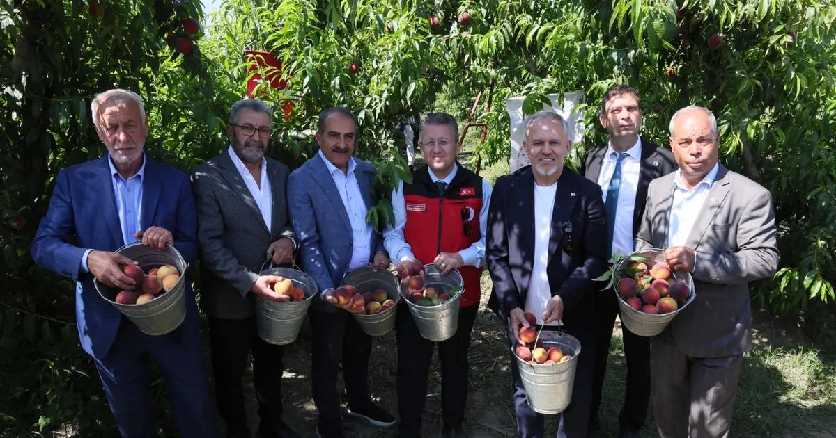 İzmir Şeftalie Başkaldırısı: İhracatta Zirveden Zirveye Yolculuk ve Üretim Rüzgârı