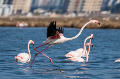 İzmir’in Flamingo Yolu: Flamingo Parkı’ndan Denizle Buluşan Unutulmaz Tekne Serüveni