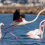 İzmir’in Flamingo Yolu: Flamingo Parkı’ndan Denizle Buluşan Unutulmaz Tekne Serüveni