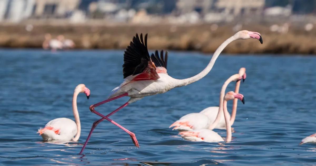 İzmir’in Flamingo Yolu: Flamingo Parkı’ndan Denizle Buluşan Unutulmaz Tekne Serüveni