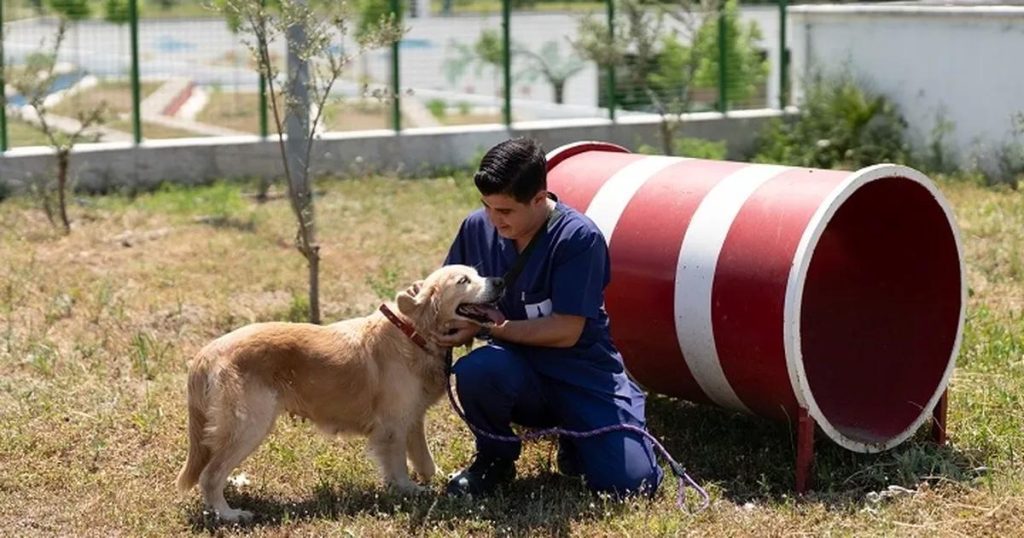 İzmir’in Sahipsiz Dostları İçin Umut Kapıları: Bakımevleri ve Sahiplendirme Süreci