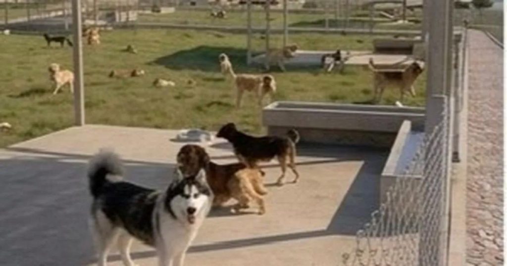 İzmir’in Sokak Hayvanlarına Yeni Umut: Dikili’de Tam Teşekküllü Sosyal Yaşam Kampüsü İnşa Döneminde