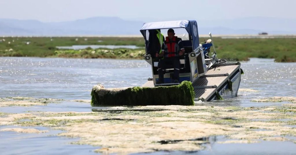 Körfezde Deniz Marulu Afeti: 7 Amfibiğin Seferberliğiyle İzmir’in Su Altı Mücadelesi Sürüyor