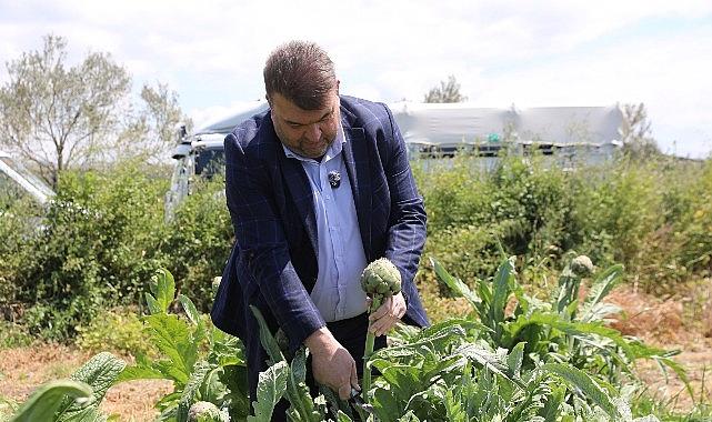 Seferihisar’da Enginar Çalışması: Üreticilerle Bütünleşen Kırsal Kalkınmanın Yeni Yolu