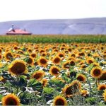Türkiye’nin Tarımında Dönüşüm: PepsiCo’nin Yenileyici Yolculuğu ve Su ChenGoal’uyla Çiftçilerle Omuz Omuza