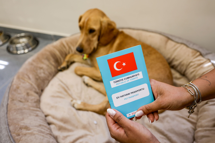 Bal ve Engelli Merkezi: Hayvanın İnsana Dokunan İmzası