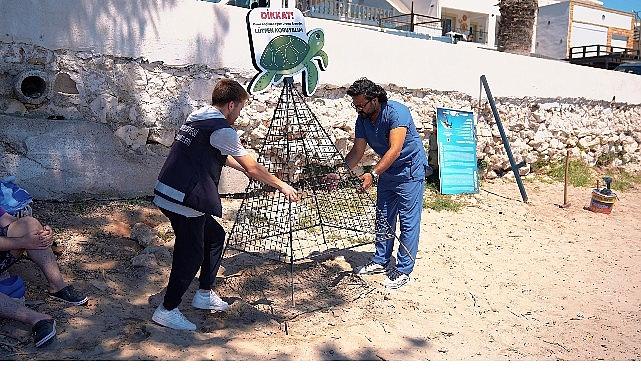 Didim Kıyılarında Caretta Carettaların Sessiz Yolculuğu: Doğanın Muhteşem İzleri ve Halkın Sorumluluğu