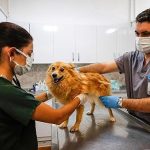 İzmir’in Merkezi Sterilizasyon Hamlesi: Sokak Hayvanlarına Umut Taşıyan Türkiye’nin İlk Adımları ve Tek Sağlık Yaklaşımıyla Kesin Güvence