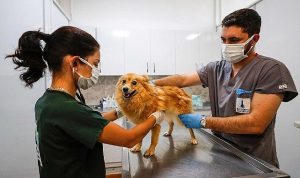 İzmir’in Merkezi Sterilizasyon Hamlesi: Sokak Hayvanlarına Umut Taşıyan Türkiye’nin İlk Adımları ve Tek Sağlık Yaklaşımıyla Kesin Güvence