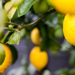 Limonun Parlayan Yüzü: Türkiye 2025 ve 2026’da İhracatta Zirveye Doğru Yolculuk