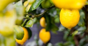 Limonun Parlayan Yüzü: Türkiye 2025 ve 2026’da İhracatta Zirveye Doğru Yolculuk