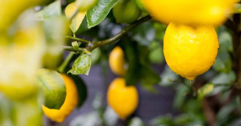 Limonun Parlayan Yüzü: Türkiye 2025 ve 2026’da İhracatta Zirveye Doğru Yolculuk