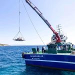 Mavi Ekonomi İçin Yeni Yaşam: Atık Kabuklardan Oluşan Resifler Denizle Buluşuyor