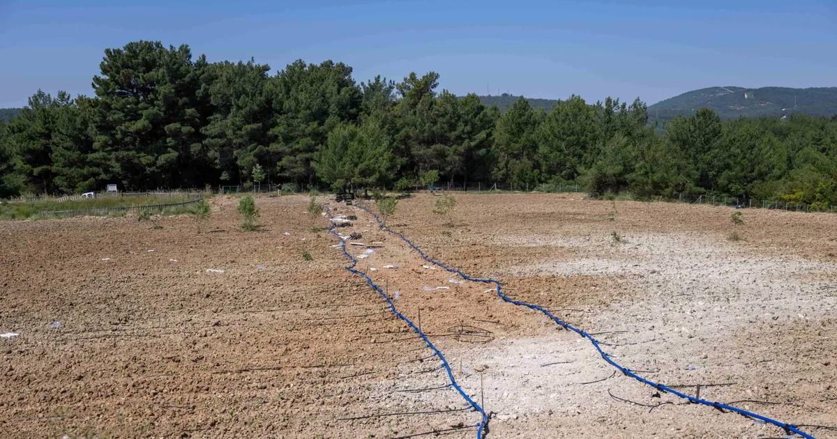 Üniversite Öğrencileriyle Başlayan Hasat Seferberliği: Kent Manavları ve Lokantalarıyla Ücretsiz Dağıtım