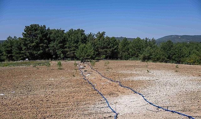 Yakaköy’de Tarımsal Zarafet: Gençler ve İhtiyaç Sahipleri İçin Üretken Girişim, Kent Manavlarıyla Ücretsiz Dağıtım Çağı Başladı