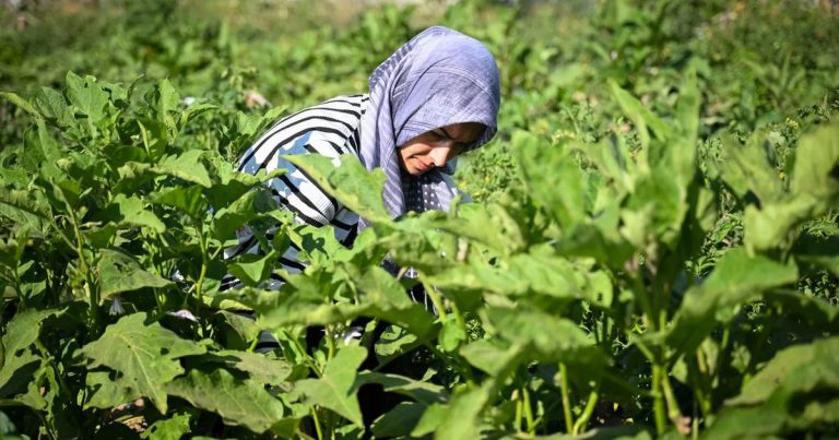 Bornova’da Kadınların Toprağa Dokunan Dayanışması: Kent Bostanlarıyla Yeni Bir Yaşam