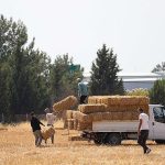Buca’da Dayanışma Dalgası: Saman Balya Desteğiyle Üretici ve Hayvancılık Sektörü İçin Yeni Umut