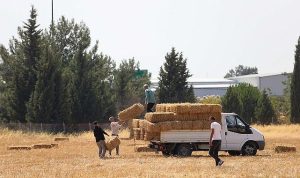 Buca’da Dayanışma Dalgası: Saman Balya Desteğiyle Üretici ve Hayvancılık Sektörü İçin Yeni Umut