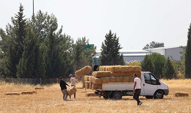Buca’da Dayanışma Dalgası: Saman Balya Desteğiyle Üretici ve Hayvancılık Sektörü İçin Yeni Umut