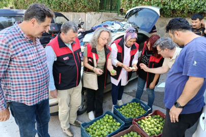 Bursa Siyah İnciri İçin İlek Kontrolleri Başladı: Hasat Öncesi Güçlü Hazırlıklar
