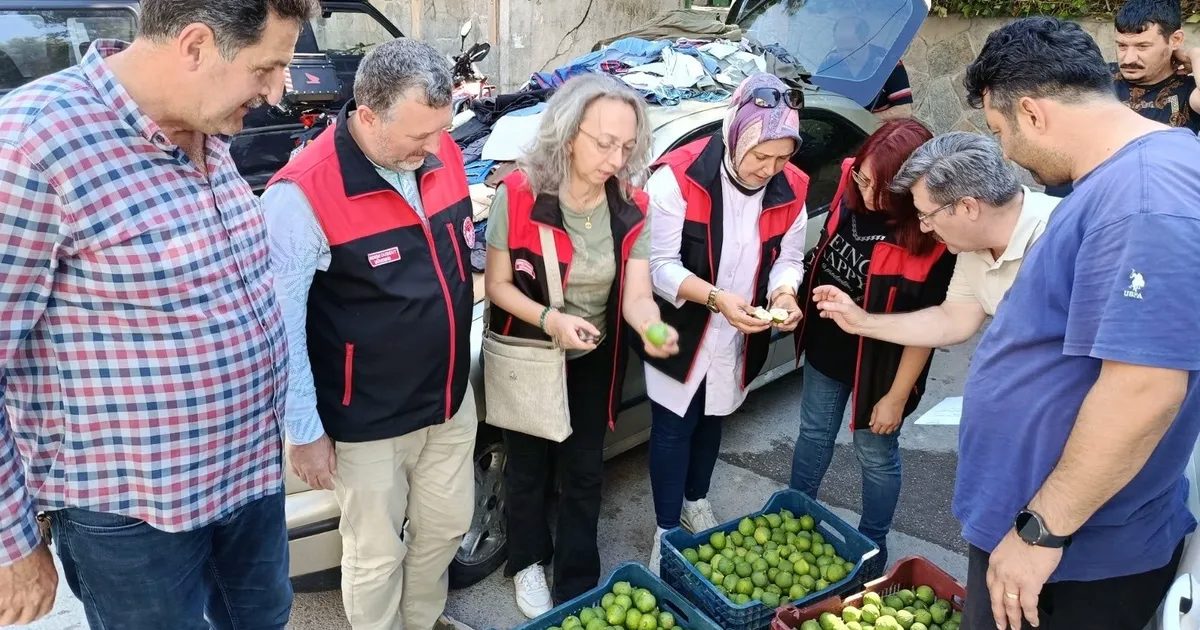 Bursa Siyah İnciri İçin İlek Kontrolleri Başladı: Hasat Öncesi Güçlü Hazırlıklar