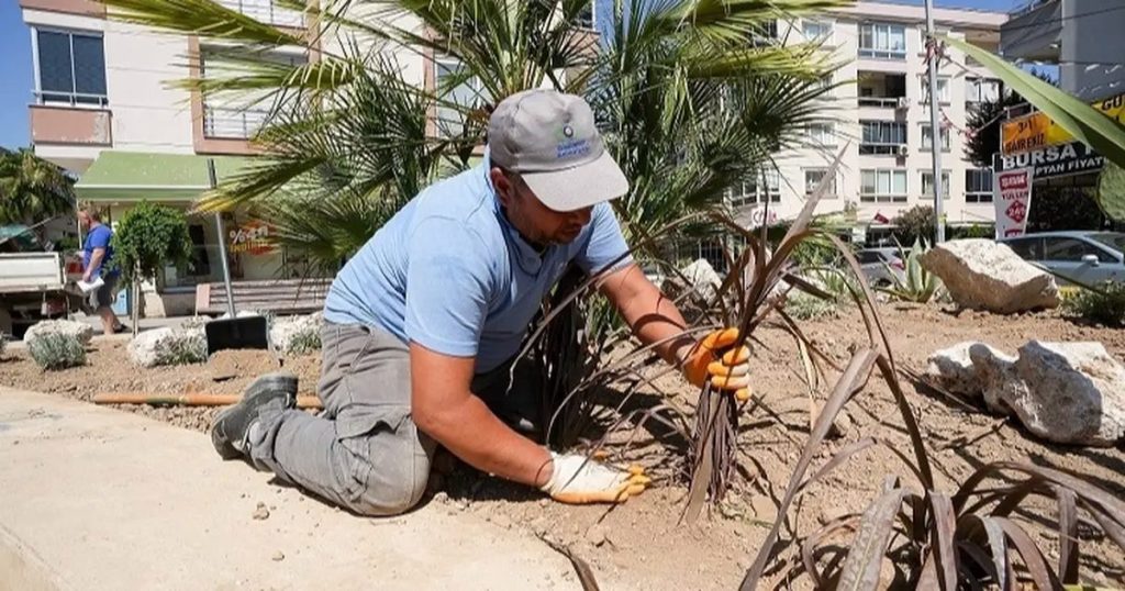 Gaziemir’de Süs Havuzları Yeni Nesil Kurak Hasat: Su Tasarrufu İçin Bitki Desteği ve Estetik Uyum
