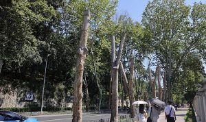 İstanbul’un Kadim Çınarlarına Dokunan Bilim: Canlı Ağaçlar mı, Tepe Yükü mü? Çınar Hastalığıyla Savaşın Her Adımı