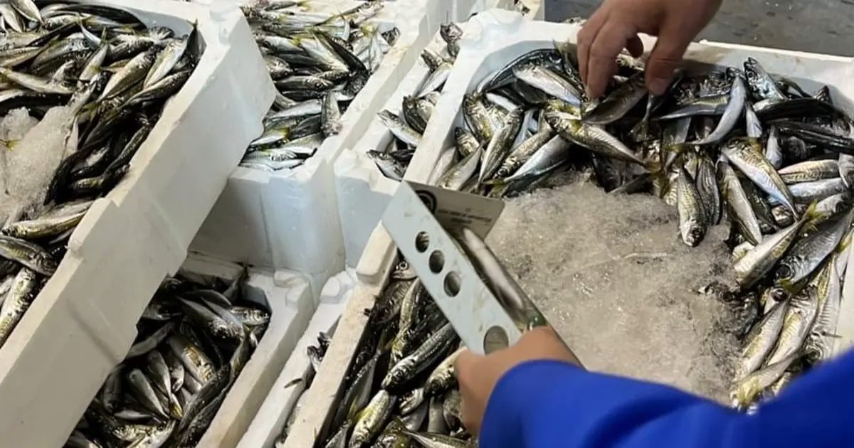 İzmir’de Sıkı Denetim: Sahte Balıkçı Avı ve Yasadışı Ürünlere Darbe Vurdular