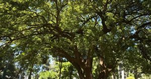 Kültürpark’in Biyoçeşitliliği ve Hikayeleri: Şehrin Hafızasında Yeni Bir Sergi Doğuyor