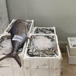Sürdürülebilir Balıkçılık İçin Hızlı ve Net Denetim: İzmir’de 241 Kilogram Su Ürününe El Konuldu