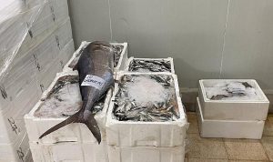 Sürdürülebilir Balıkçılık İçin Hızlı ve Net Denetim: İzmir’de 241 Kilogram Su Ürününe El Konuldu